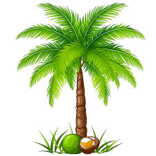 Coconut Tree